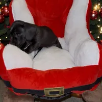 Thor Solid black, a male Miniature Dachshund for sale in Centuria, WI – Photo 1 of 2