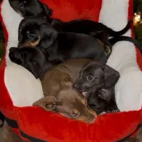 Thor Solid black, a male Miniature Dachshund for sale in Centuria, WI – Photo 2 of 2