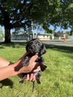 Ginny, a female Miniature Dachshund for sale in Centuria, WI – 2 of 4