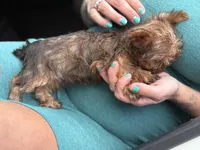 Tiny Tim, a male Yorkshire Terrier for sale in Centuria, WI – Photo 4 of 5