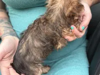 Tiny Tim, a male Yorkshire Terrier for sale in Centuria, WI – Photo 5 of 5