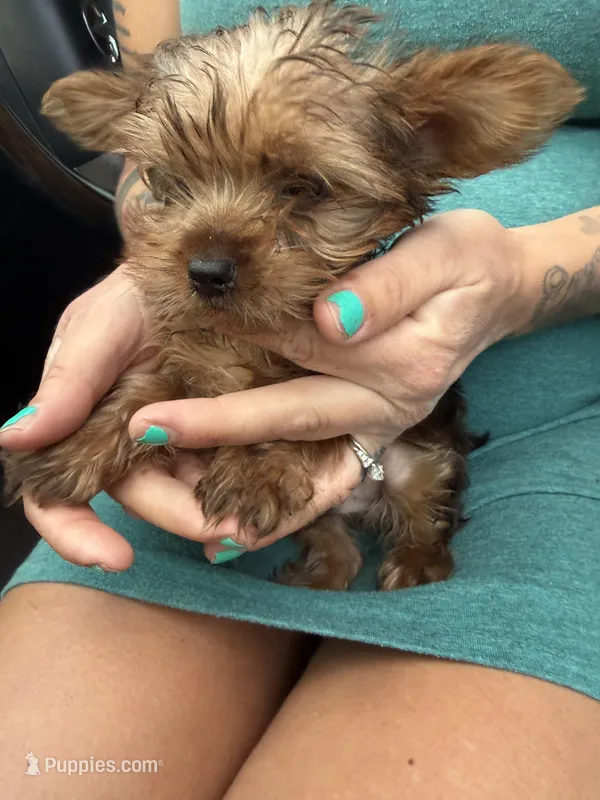 Tiny Tim, a male Yorkshire Terrier for sale in Centuria, WI – Photo 1 of 5