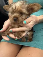 Tiny Tim, a male Yorkshire Terrier for sale in Centuria, WI – Photo 1 of 5