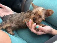 Tiny Tim, a male Yorkshire Terrier for sale in Centuria, WI – Photo 2 of 5