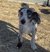 Jasper, a male Poodle - Toy  for sale in Centuria, WI – Photo 3 of 4