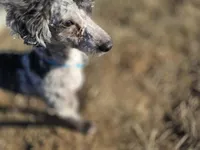 Jasper, a male Poodle - Toy  for sale in Centuria, WI – Photo 2 of 4