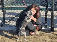 Jasper, a male Poodle - Toy  for sale in Centuria, WI – Photo 4 of 4