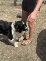 Merle , a female Australian Shepherd and Border Collie for sale in Centuria, WI – Photo 1 of 2