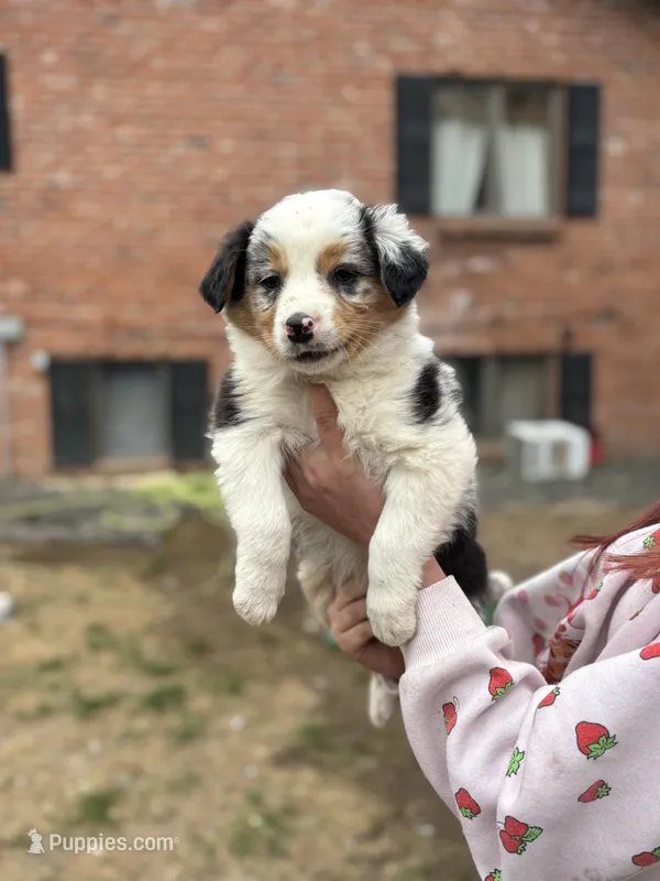 Merle  – Australian Shepherd, Border Collie puppy for sale in Centuria, WI