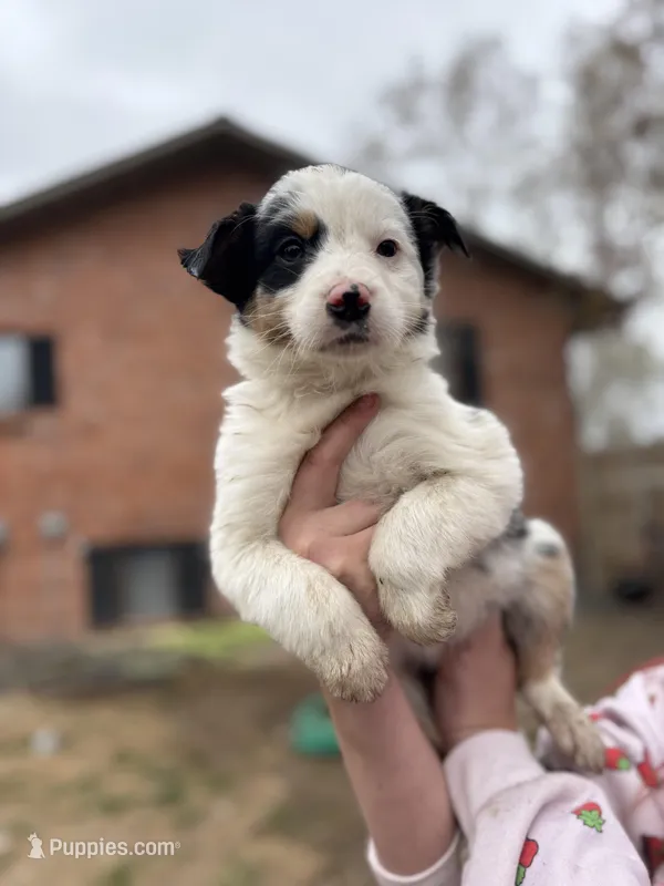 Blue merle female – Australian Shepherd, Border Collie puppy for sale in Centuria, WI