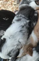 Blue merle female, a female Australian Shepherd and Border Collie for sale in Centuria, WI – Photo 2 of 2