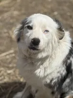 Blue merle female, a female Australian Shepherd and Border Collie for sale in Centuria, WI – Photo 1 of 2