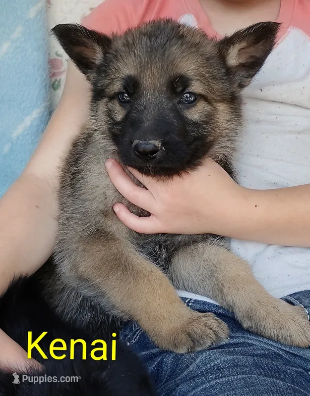 Kenai – German Shepherd Dog puppy for sale in Centuria, WI