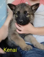 Kenai, a male German Shepherd Dog for sale in Centuria, WI – 1 of 1