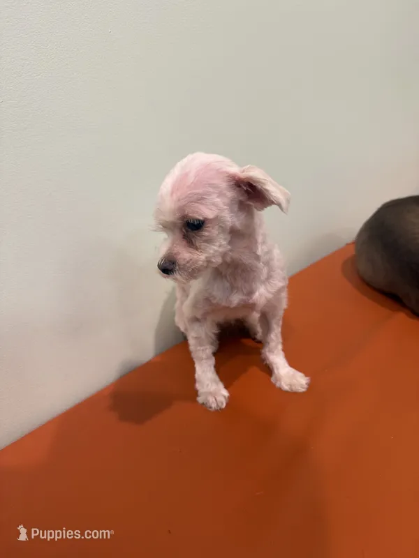 Pancake – Maltese puppy for sale in Centuria, WI