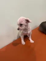 Pancake, a female Maltese for sale in Centuria, WI – 1 of 4