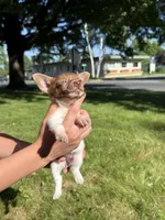 Courage, a female Dachshund and Pomeranian for sale in Centuria, WI – 7 of 9