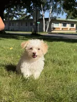 Syrup, a female Maltipoo for sale in Centuria, WI – 2 of 9