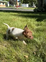 Courage, a female Dachshund and Pomeranian for sale in Centuria, WI – 4 of 9