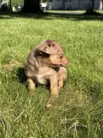 Nova, a female Dachshund and Pomeranian for sale in Centuria, WI – 2 of 5