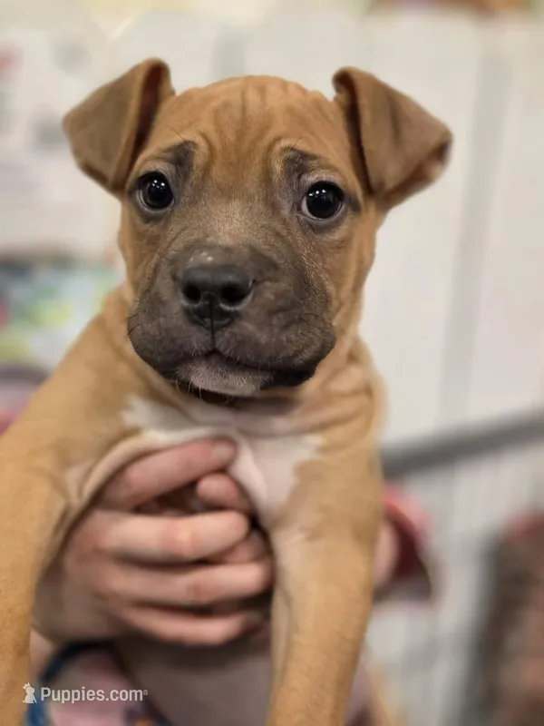 Male Corso – Cane Corso puppy for sale in Centuria, WI