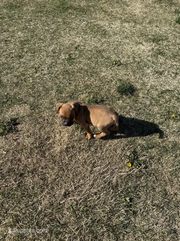 Male Corso – Cane Corso puppy for sale in Centuria, WI
