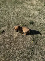 Male Corso, a male Cane Corso for sale in Centuria, WI – Photo 1 of 2