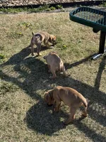 Male Corso, a male Cane Corso for sale in Centuria, WI – Photo 2 of 2
