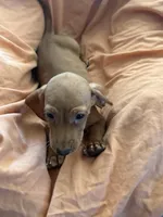 Red boy 1, a male Miniature Dachshund for sale in Centuria, WI – Photo 3 of 3