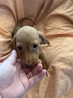 Red boy 1, a male Miniature Dachshund for sale in Centuria, WI – Photo 2 of 3
