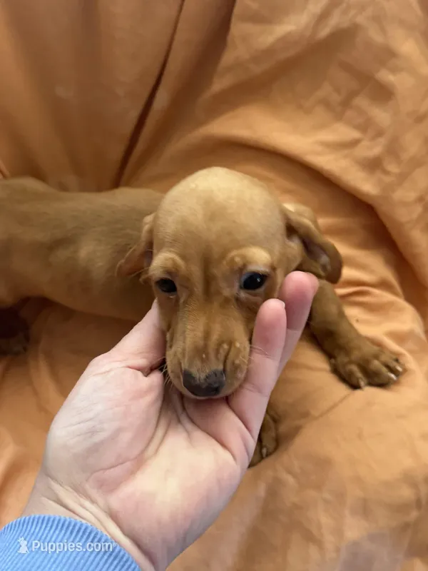 Red boy 1 – Miniature Dachshund puppy for sale in Centuria, WI