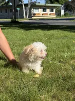 Syrup, a female Maltipoo for sale in Centuria, WI – 8 of 9