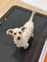 Maverick, a male Maltese for sale in Centuria, WI – 2 of 4
