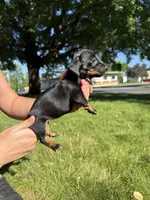 Georgia , a female Miniature Dachshund for sale in Centuria, WI – 4 of 4