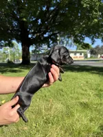 Ginny, a female Miniature Dachshund for sale in Centuria, WI – 4 of 4