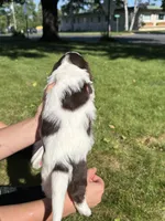 Basil, a male Yorkshire Terrier and Miniature Dachshund for sale in Centuria, WI – 4 of 10