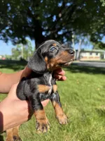 Gunner, a male Miniature Dachshund for sale in Centuria, WI – 2 of 5