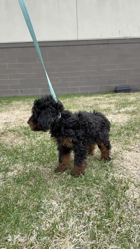 Janey – Cavapoo puppy for sale in Centuria, WI