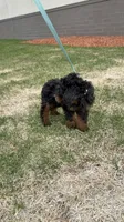 Janey, a female Cavapoo for sale in Centuria, WI – Photo 4 of 6
