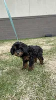Janey, a female Cavapoo for sale in Centuria, WI – Photo 2 of 6