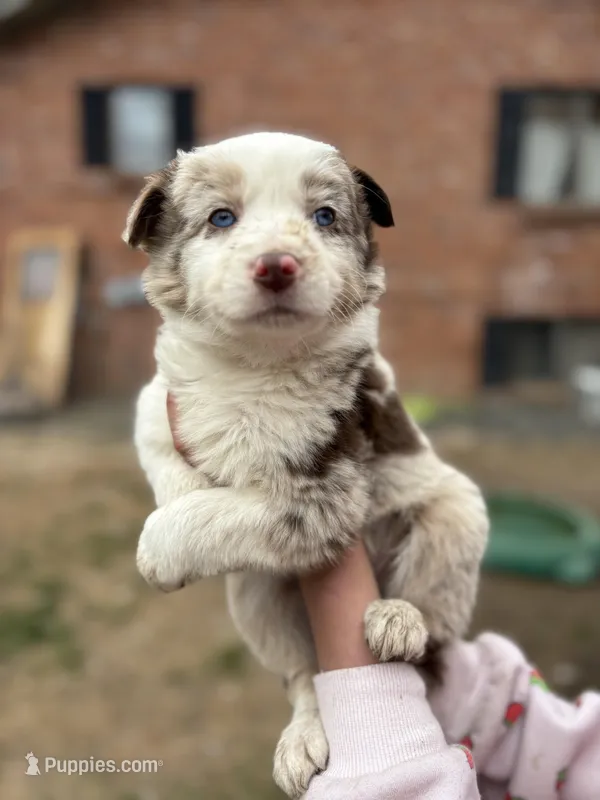Female chocolate  – Australian Shepherd, Border Collie puppy for sale in Centuria, WI