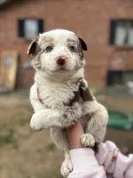 Female chocolate , a female Australian Shepherd and Border Collie for sale in Centuria, WI – 1 of 5