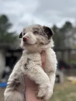 Female chocolate , a female Australian Shepherd and Border Collie for sale in Centuria, WI – 2 of 5