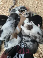 Female, a female Australian Shepherd and Border Collie for sale in Centuria, WI – Photo 2 of 2