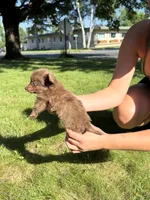 Rocky Bear, a male Dachshund and Pomeranian for sale in Centuria, WI – 5 of 8