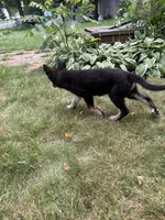 Roxy, a female German Shepherd Dog for sale in Centuria, WI – 4 of 4