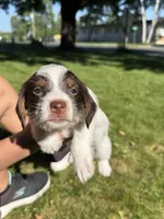 Basil, a male Yorkshire Terrier and Miniature Dachshund for sale in Centuria, WI – 6 of 10