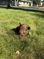 Rocky Bear, a male Dachshund and Pomeranian for sale in Centuria, WI – 8 of 8