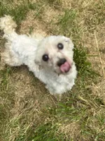 Maverick, a male Maltese for sale in Centuria, WI – 4 of 4