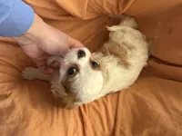 Joker, a male Cavalier King Charles Spaniel for sale in Centuria, WI – Photo 7 of 7